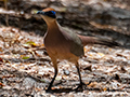 Red-capped Coua, Madagascan Endemic, Ankarafantsika NP, Madagascar