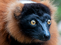 Birds, Lemurs, Chameleons, and More Images of Madagascar