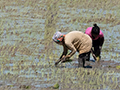 Rice Paddy, Drive to Mahajanga, Madagascar