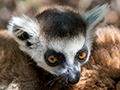 Ring-tailed Lemur, Isalo NP, Madagascar