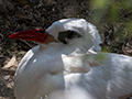 Nestling and Nesting Red-tailed Tropicbird, Nosy Ve, Madagascar