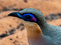 Running Coua, Madagascan Endemic, Spiny Desert, Madagascar