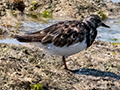 Ruddy Turnstone, Nosy Ve, Madagascar