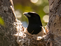 Rufous Vanga, Madagascan Endemic, Ankarafantsika NP, Madagascar