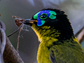 Schlegel's Asity, A Madagascan Endemic, Ankarafantsika NP, Madagascar