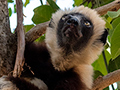 Coquerel's Sifaka, Ankarafantsika NP, Madagascar