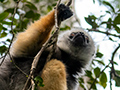 Diademed Sifaka, Mantadia NP, Madagascar