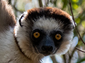 Verreaux's Sifaka, Zombitse-Vohibasia NP, Madagascar