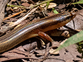 Skink, Mantadia NP, Madagascar