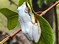 Sky Blue Reed Frog, Masoala NP, Madagascar
