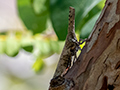 Snout Bug, Isalo NP, Madagascar