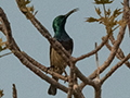 Souimanga Sunbird, Spiny Desert, Madagascar