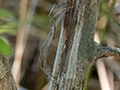 Net-throwing Spider, Isalo NP, Madagascar