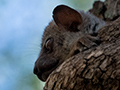 Sportive Lemur, Ankarafantsika NP, Madagascar