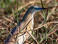 Squacco Heron, Lake Ravelobe Boat Ride, Ankarafantsika NP, Madagascar