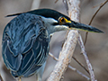 Striated Heron, Lake Ravelobe Boat Ride, Ankarafantsika NP, Madagascar