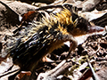 Lowland Streaked Tenrec, Mantadia NP, Madagascar
