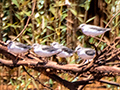 Terek Sandpiper, Betsiboka River Delta Boat Ride, Madagascar