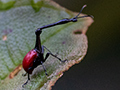 Giraffe-necked Weevil, Mantadia NP, Madagascar