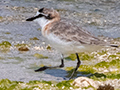 White-fronted Plover, Nosy Ve, Madagascar
