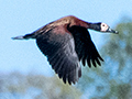 White-faced Whistling-Duck, Ankarafantsika NP, Madagascar