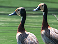 White-faced Whistling-Duck, Lake Alarobia, Antananarivo, Madagascar