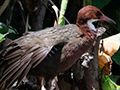 White-throated Rail, Lake Alarobia, Antananarivo, Madagascar