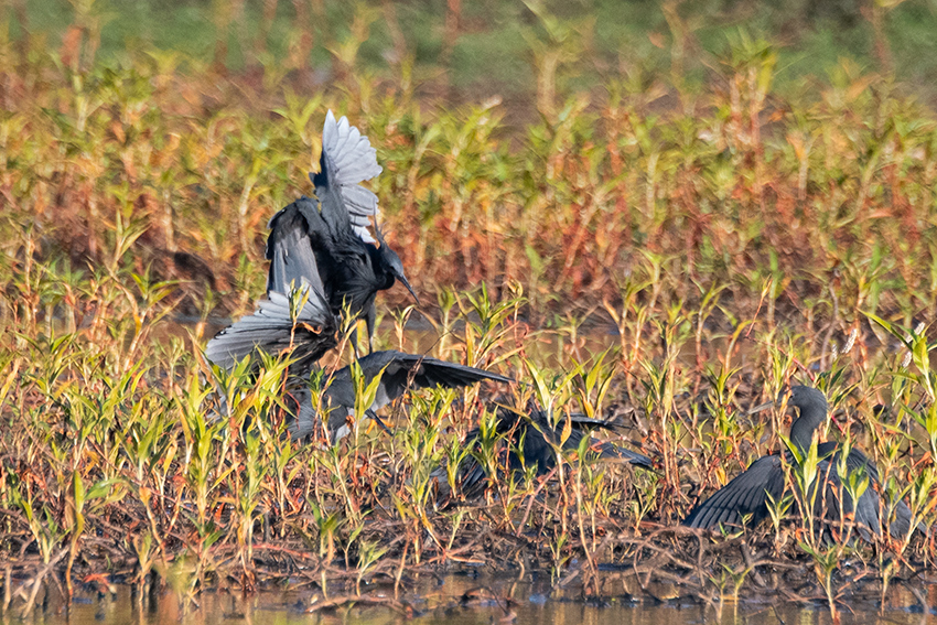 Black Egret, Lakes at Mahajanga, Madagascar