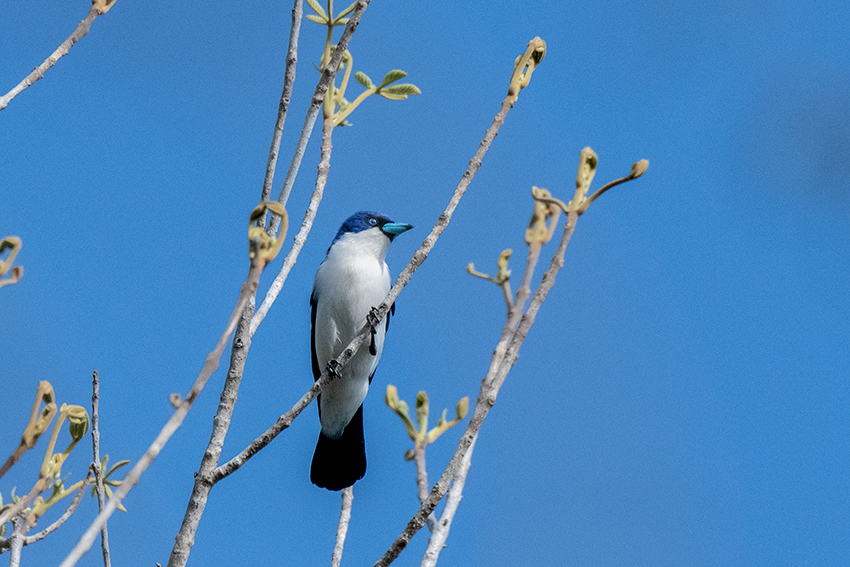 Blue Vanga, Ankarafantsika NP, Madagascar