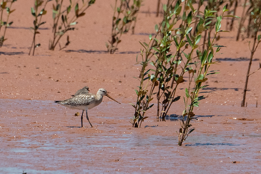 Bar-tailed Godwit, Betsiboka River Delta Boat Ride, Madagascar
