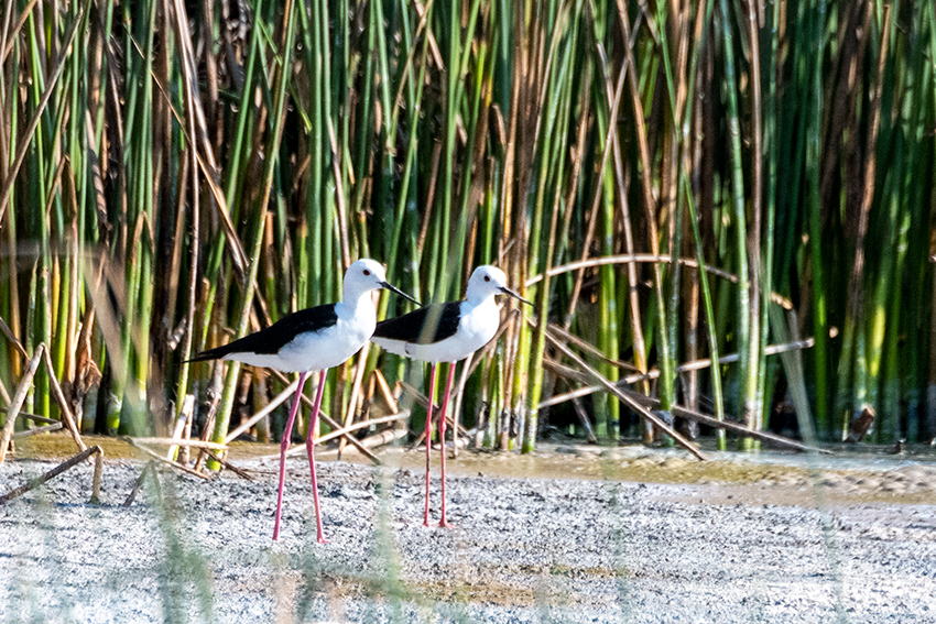 Black-winged Stilt, Belalanda, Madigascar