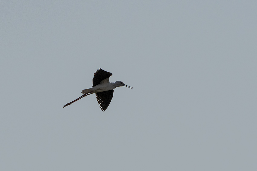 Black-winged Stilt, Belalanda, Madigascar