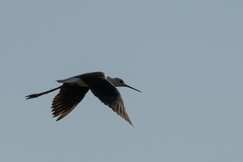 Black-winged Stilt, Belalanda, Madigascar