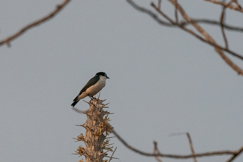 Chabert Vangat, Madagascan Endemic, Spiny Desert, Madagascar
