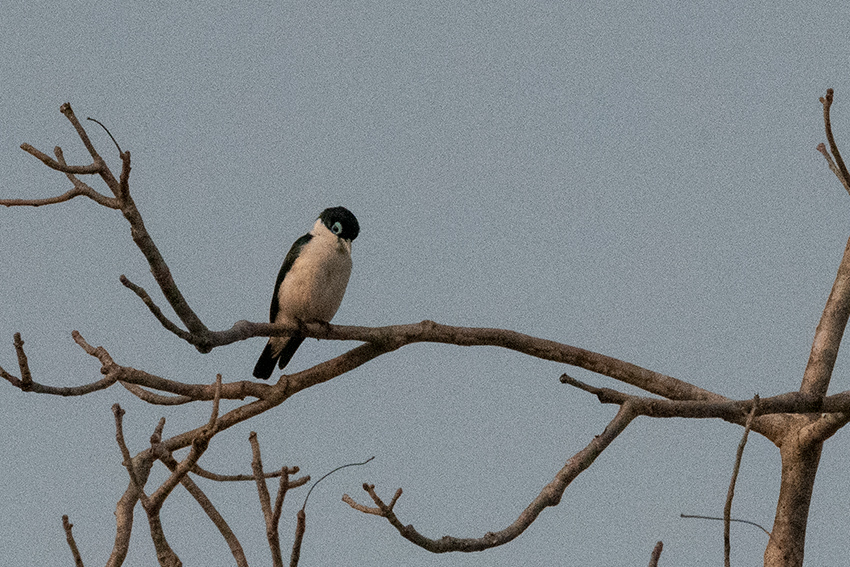 Chabert Vangat, Madagascan Endemic, Spiny Desert, Madagascar