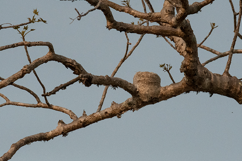Chabert Vangat Nest, Madagascan Endemic, Spiny Desert, Madagascar