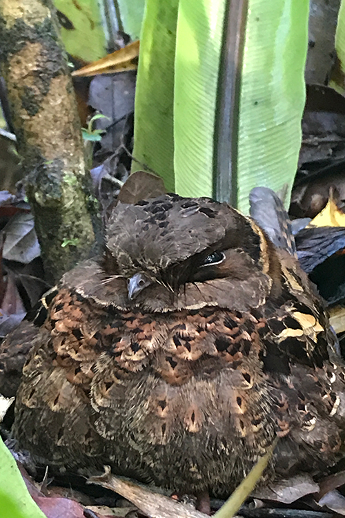 Collared Nightjar, A Madagascan Endemic, Masoala NP, Madagascar