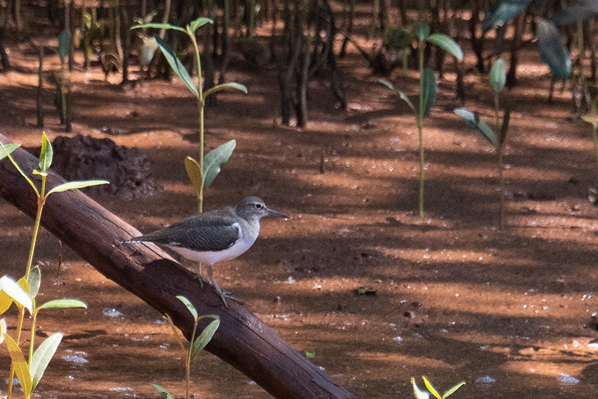 Common Sandpiper, Betsiboka River Delta Boat Ride, Madagascar
