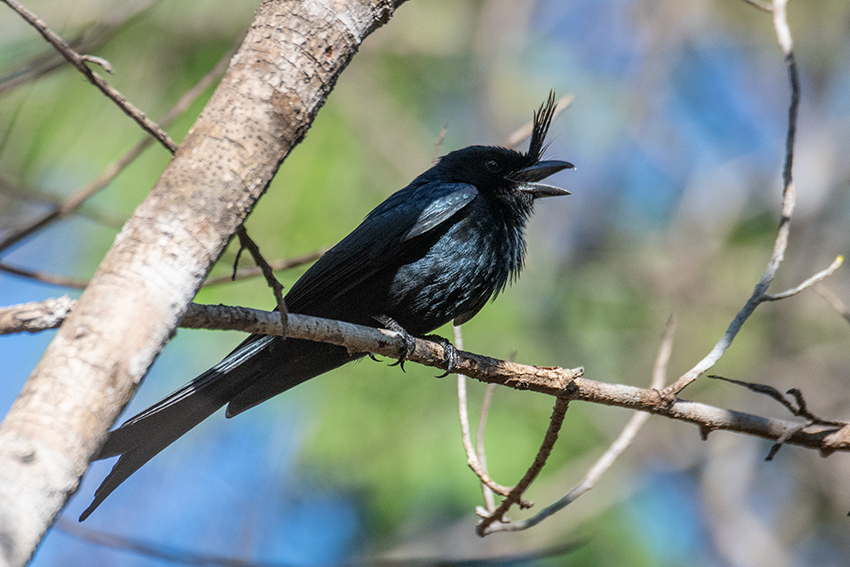 Crested Drongo, Ankarafantsika NP, Madagascar