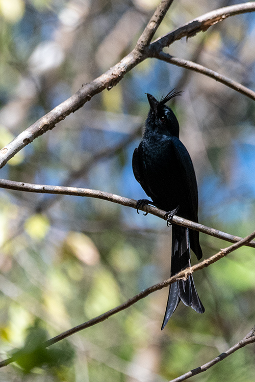 Crested Drongo, Ankarafantsika NP, Madagascar