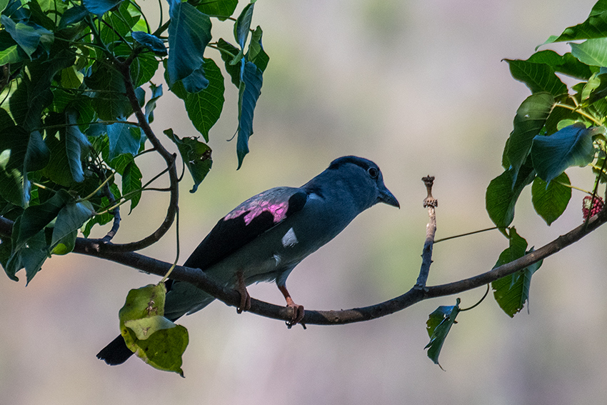 Cuckoo-roller, Ankarafantsika NP, Madagascar