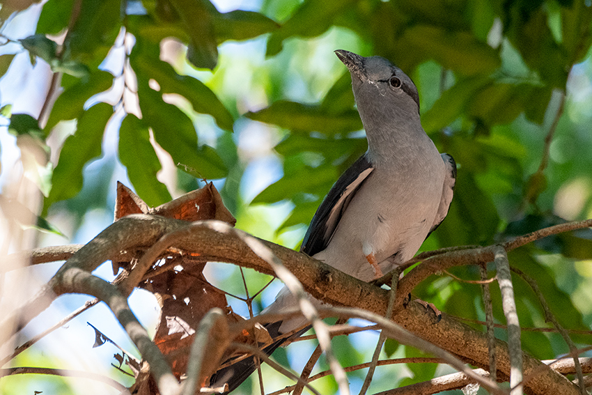 Cuckoo-roller, Ankarafantsika NP, Madagascar