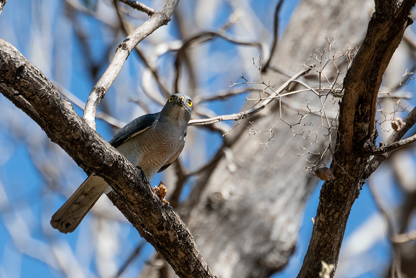 Frances's Sparrowhawk, Ankarafantsika NP, Madagascar