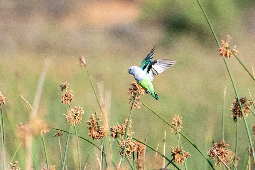 Gray-headed Lovebird, Belalanda Wetlands, Madagascar