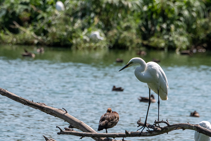 Great Egret, Lake Alarobia, Antananarivo, Madagascar