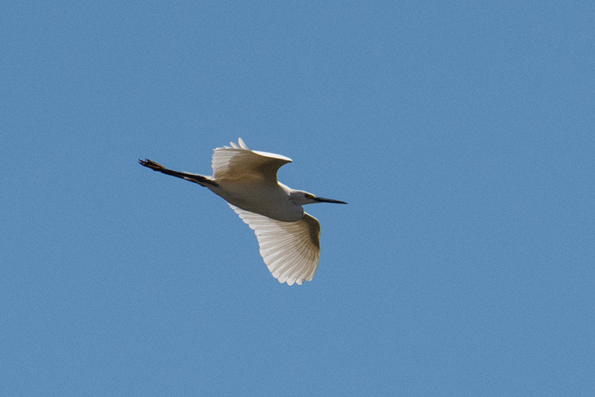 White Morph Little Egret (Dimorphic Egret Betsiboka River Delta Boat Ride, Madagascar