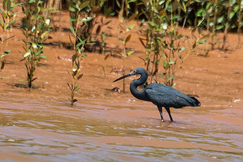 Dark Morph Little Egret (Dimorphic Egret), Betsiboka River Delta Boat Ride, Madagascar