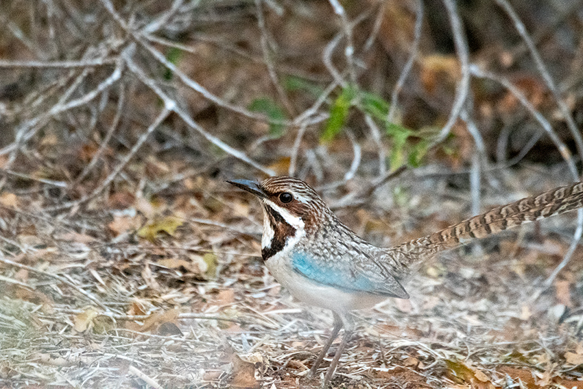 Long-tailed Ground-Roller, Madagascan Endemic, Spiny Desert, Madagascar