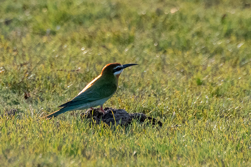 Madagascar (Olive) Bee-eater, Belalanda Wetlands, Madagascar