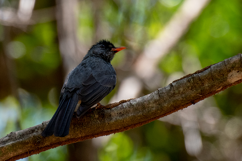 Madagascar Bulbul, Ankarafantsika NP, Madagascar